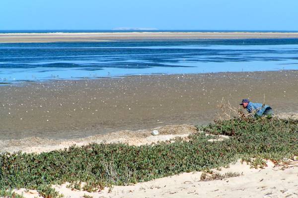 Banc d'Arguin 2007 - Theunis Piersma