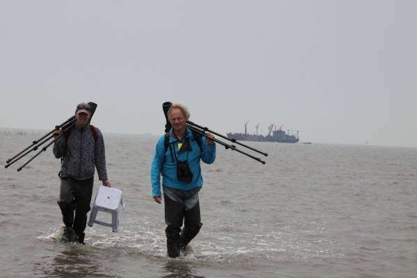 Sytze and Theunis Piersma leaving the mud flats at Bohai Bay, China